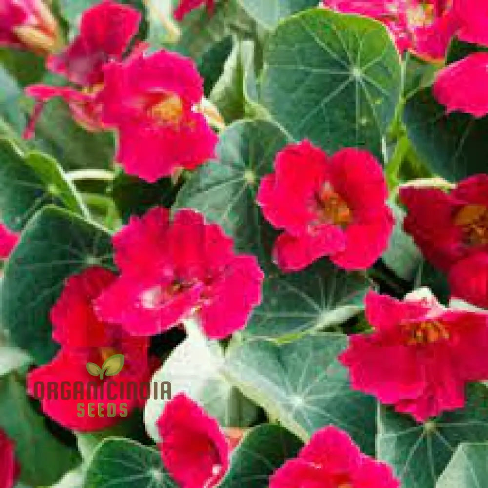 Nasturtium Baby Deep Rose Flower Seeds For Planting Beautiful For A Vibrant Garden