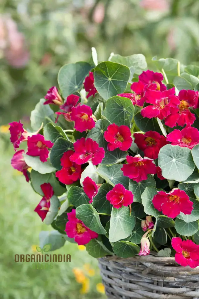 Nasturtium Baby Deep Rose Flower Seeds For Planting Beautiful For A Vibrant Garden