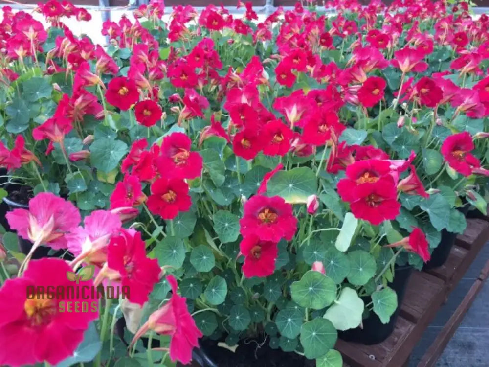 Nasturtium Baby Deep Rose Flower Seeds For Planting Beautiful For A Vibrant Garden