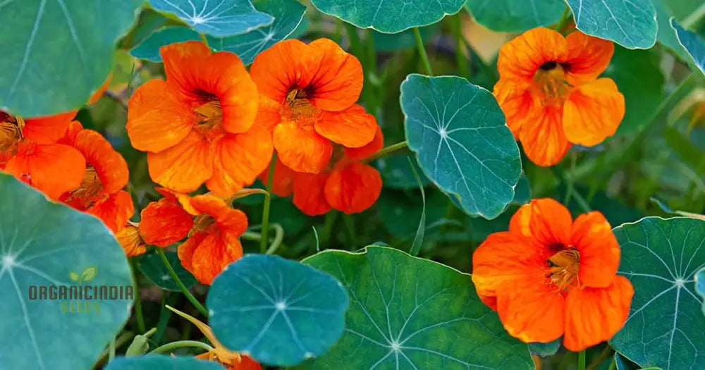 Nasturtium Baby Orange Seeds For Planting: Easy-Grow Gardening Delight For Brightening Your Outdoor