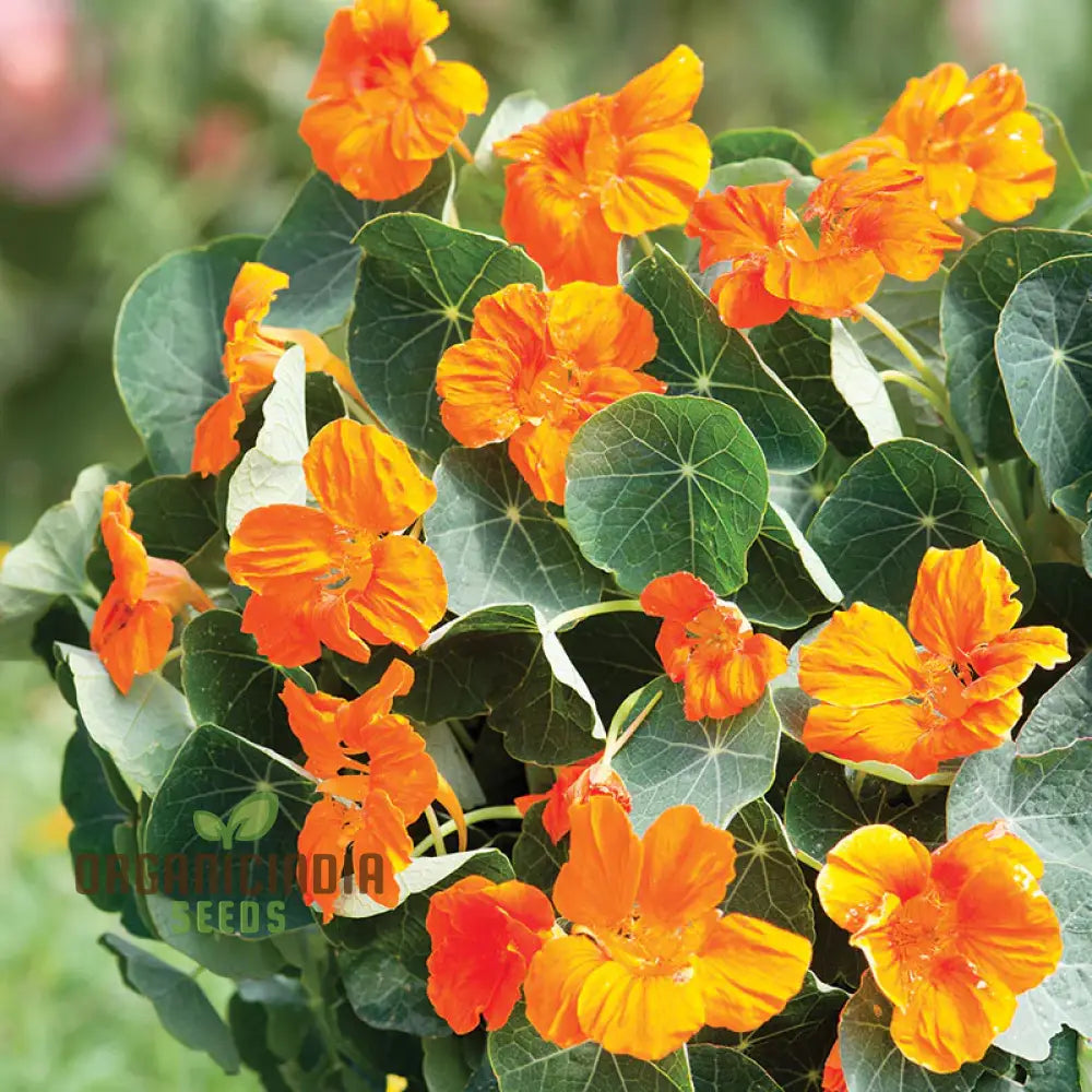 Nasturtium Baby Orange Seeds For Planting: Easy-Grow Gardening Delight For Brightening Your Outdoor