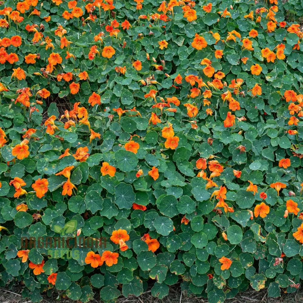 Nasturtium Baby Orange Seeds For Planting: Easy-Grow Gardening Delight For Brightening Your Outdoor