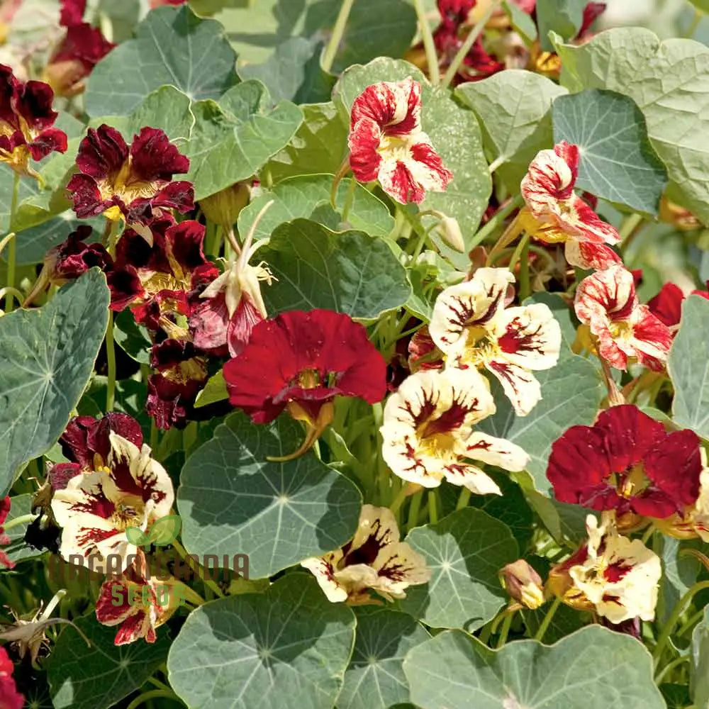 Nasturtium Bloody Mary Flower Seeds For Planting Grow Stunning Vibrant Red Blooms In Your Garden