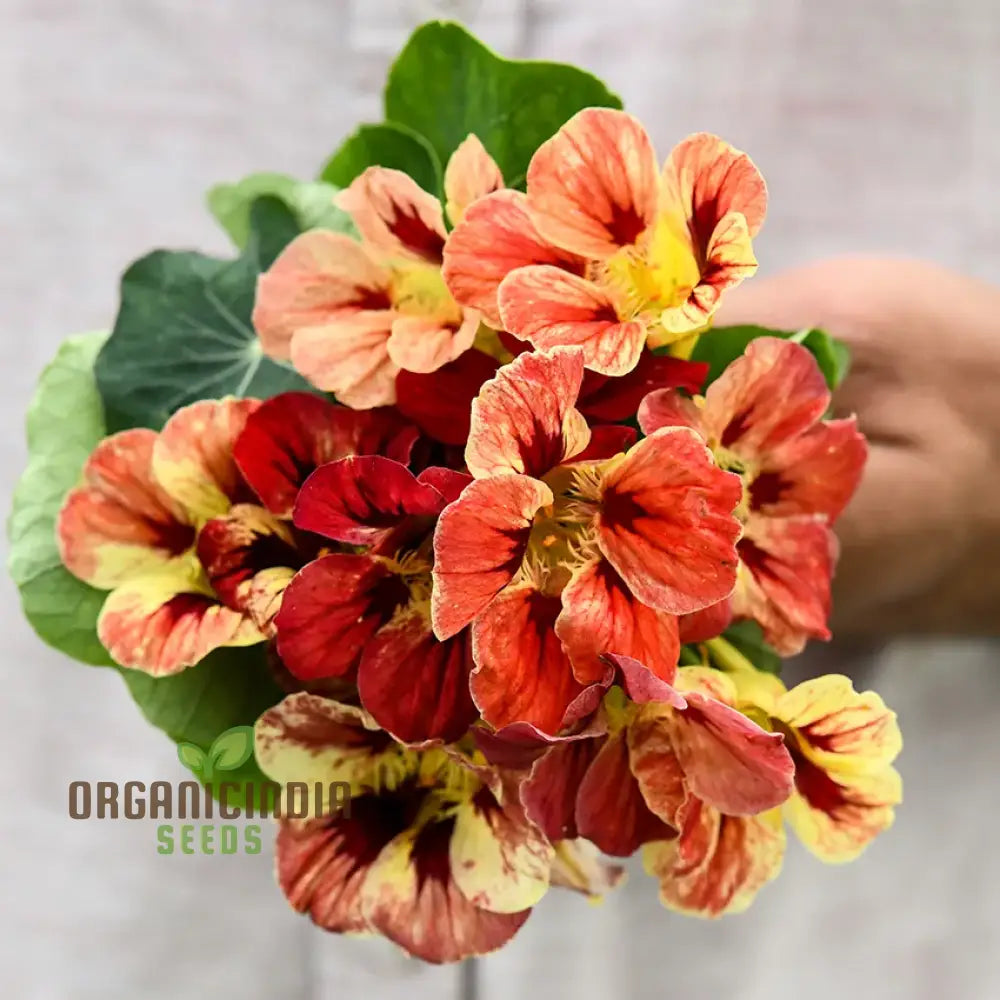 Nasturtium Bloody Mary Flower Seeds For Planting Grow Stunning Vibrant Red Blooms In Your Garden