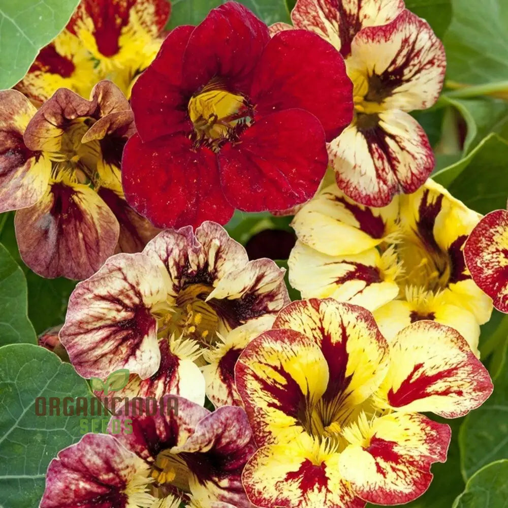 Nasturtium Bloody Mary Flower Seeds For Planting Grow Stunning Vibrant Red Blooms In Your Garden