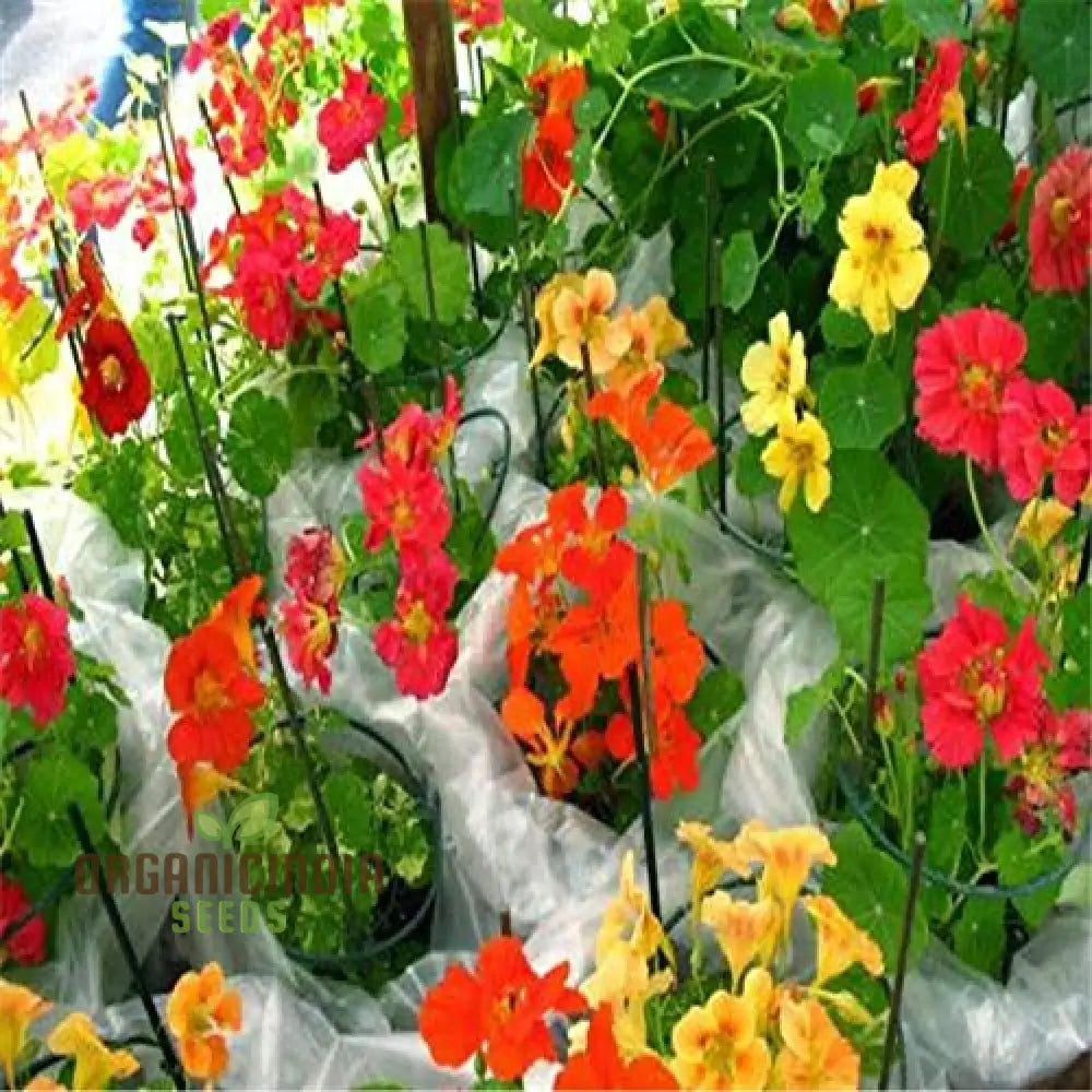 Nasturtium Bonsai Easy Flower Seeds For Planting - 100 Pcs Seeds