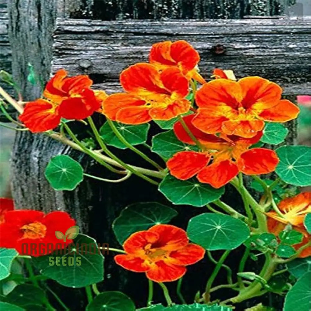 Nasturtium Bonsai Easy Flower Seeds For Planting - 100 Pcs Seeds