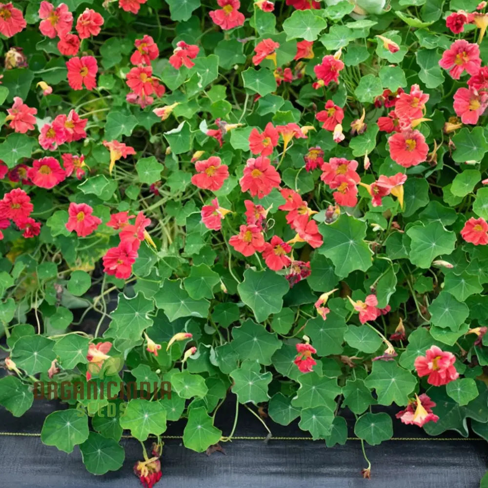 Nasturtium Cherry Rose Jewel Seeds â€“ Embark On A Colorful Gardening Journey With Exquisite