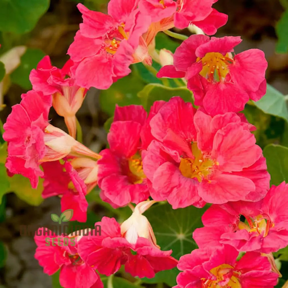 Nasturtium Cherry Rose Jewel Seeds â€“ Embark On A Colorful Gardening Journey With Exquisite