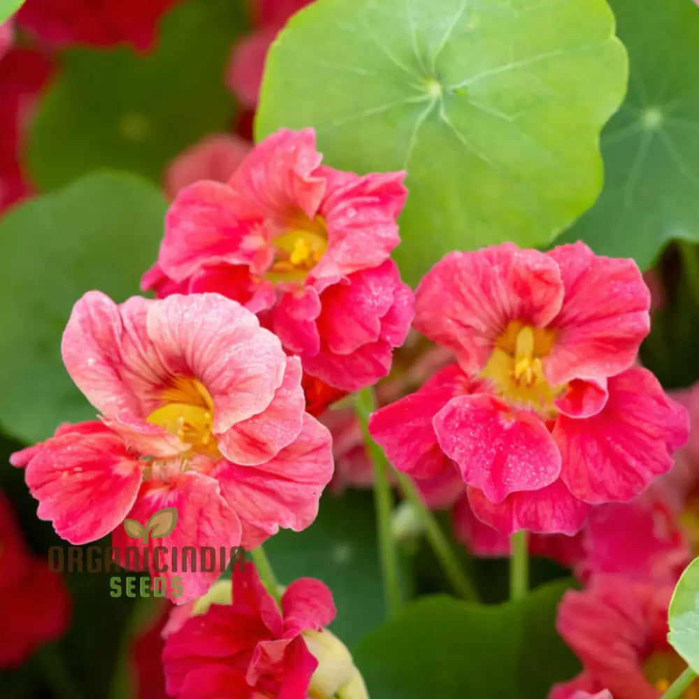 Nasturtium Cherry Rose Jewel Seeds â€“ Embark On A Colorful Gardening Journey With Exquisite