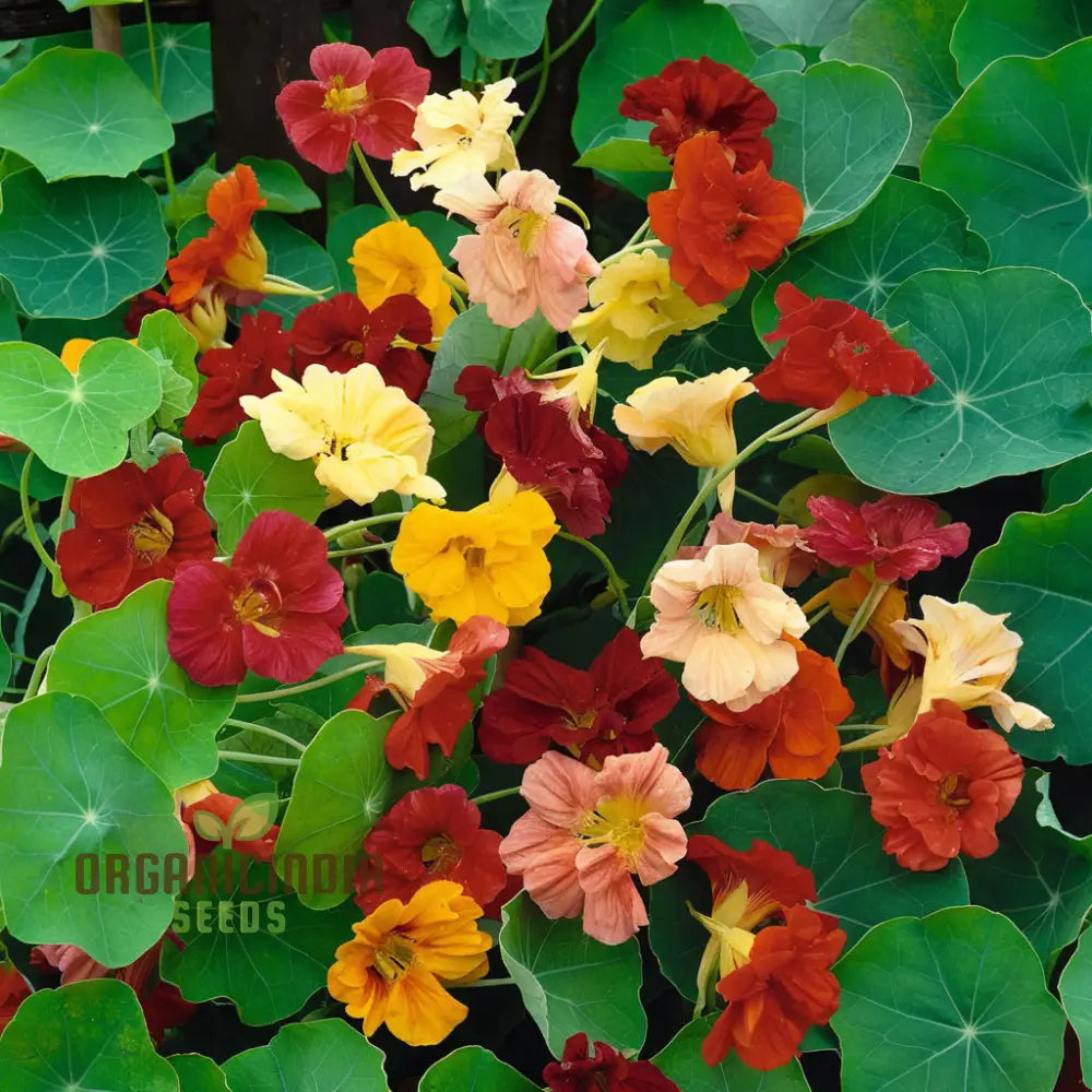 Nasturtium Climbing â€™Gleam Hybridsâ€™ Seeds - Vibrant And Trailing Blooms For Stunning Vertical