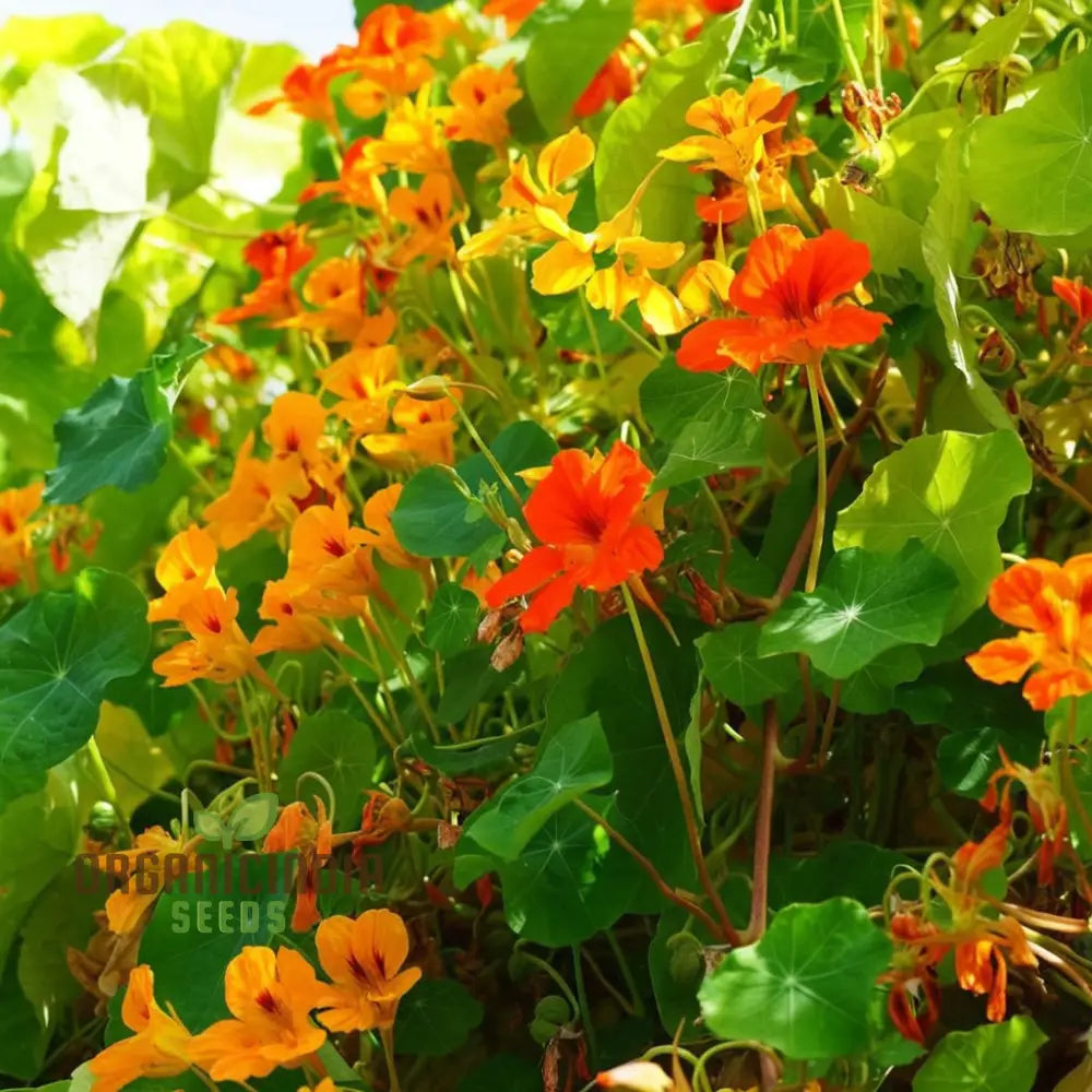 Nasturtium Climbing â€™Gleam Hybridsâ€™ Seeds - Vibrant And Trailing Blooms For Stunning Vertical