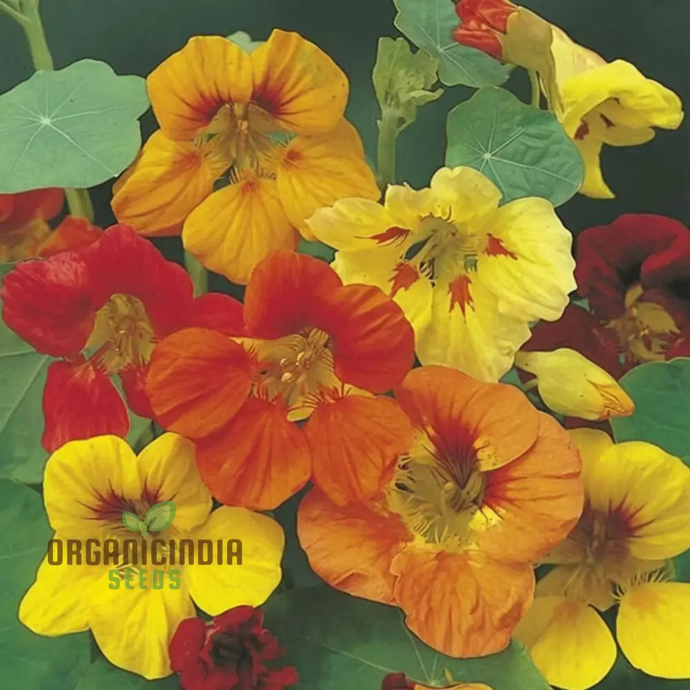 Nasturtium Climbing â€™Gleam Hybridsâ€™ Seeds - Vibrant And Trailing Blooms For Stunning Vertical