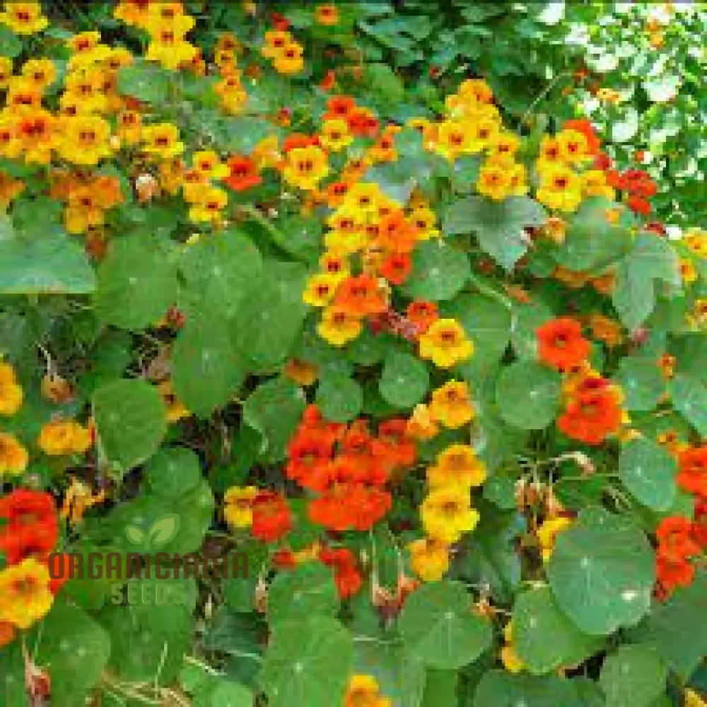 Nasturtium Climbing Mix Flower Seeds Transform Your Garden With Vibrant Blooms And Expert Planting