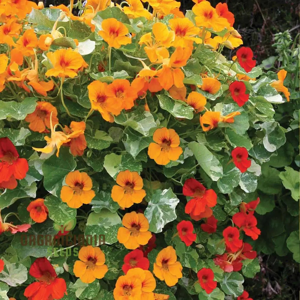 Nasturtium Climbing Mix Flower Seeds Transform Your Garden With Vibrant Blooms And Expert Planting