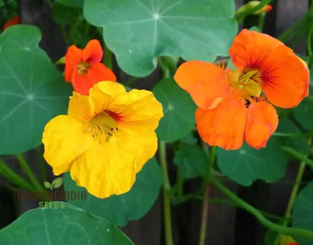 Nasturtium Climbing Mix Flower Seeds Transform Your Garden With Vibrant Blooms And Expert Planting