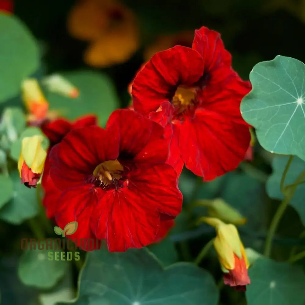 Nasturtium - Empress Of India Seeds For Planting Premium Gardening Vibrant Blooms