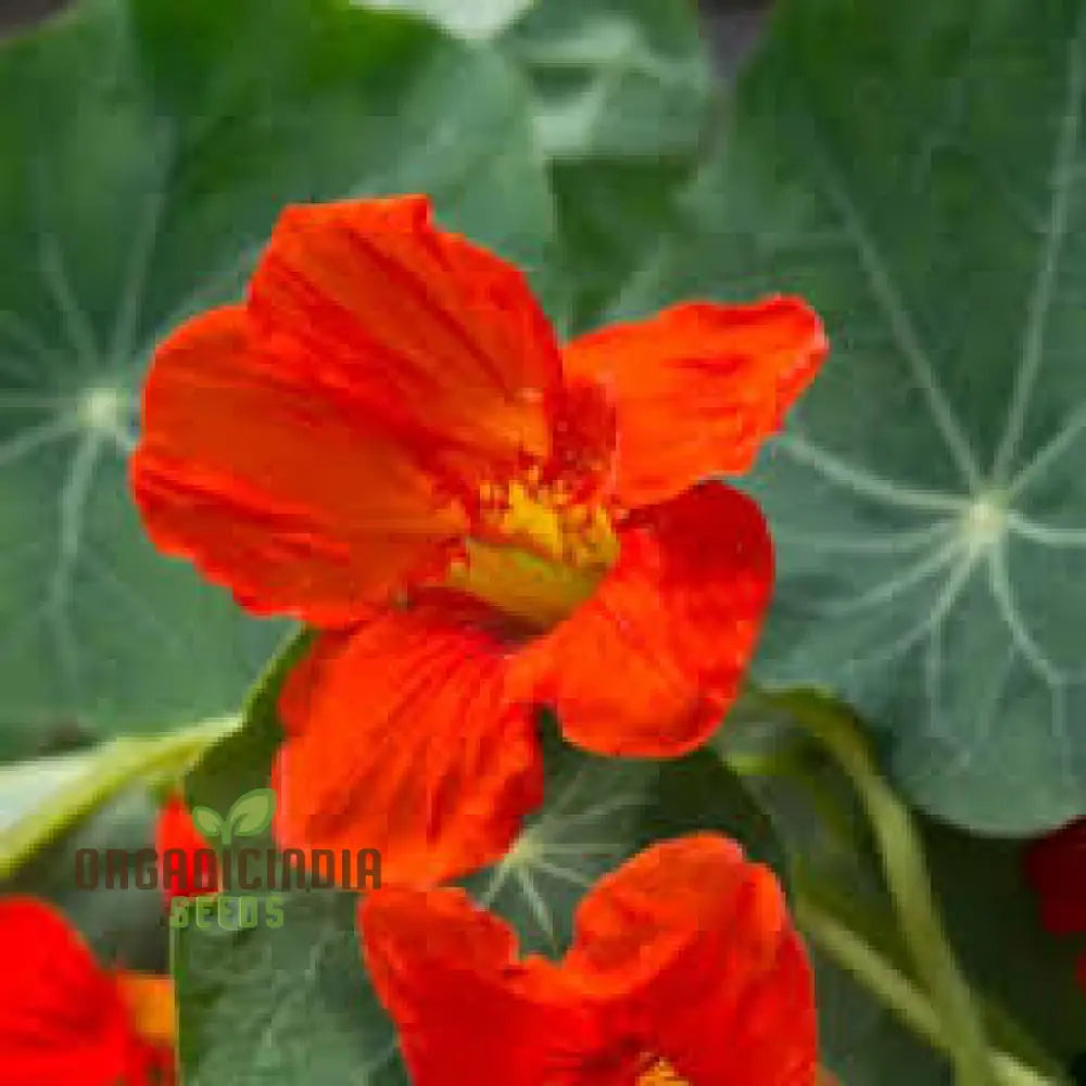 Nasturtium - Empress Of India Seeds For Planting Premium Gardening Vibrant Blooms