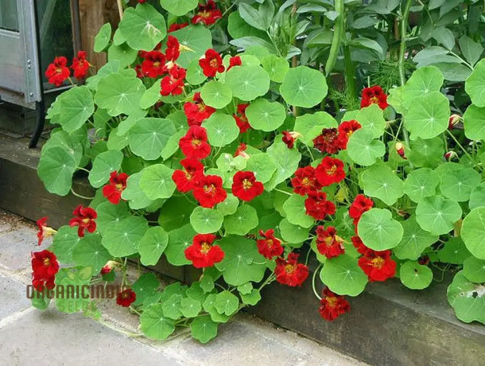 Nasturtium - Empress Of India Seeds For Planting Premium Gardening Vibrant Blooms