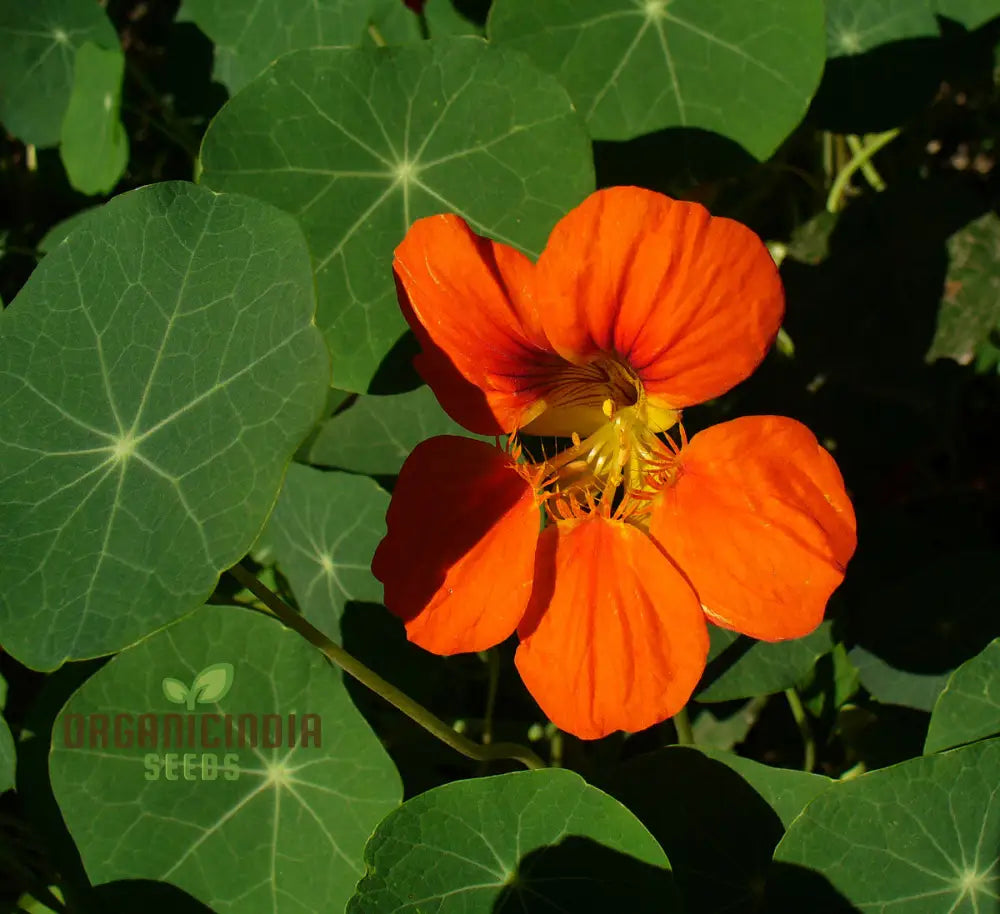 Nasturtium Flower Seeds For Planting - 100 Pcs Seeds