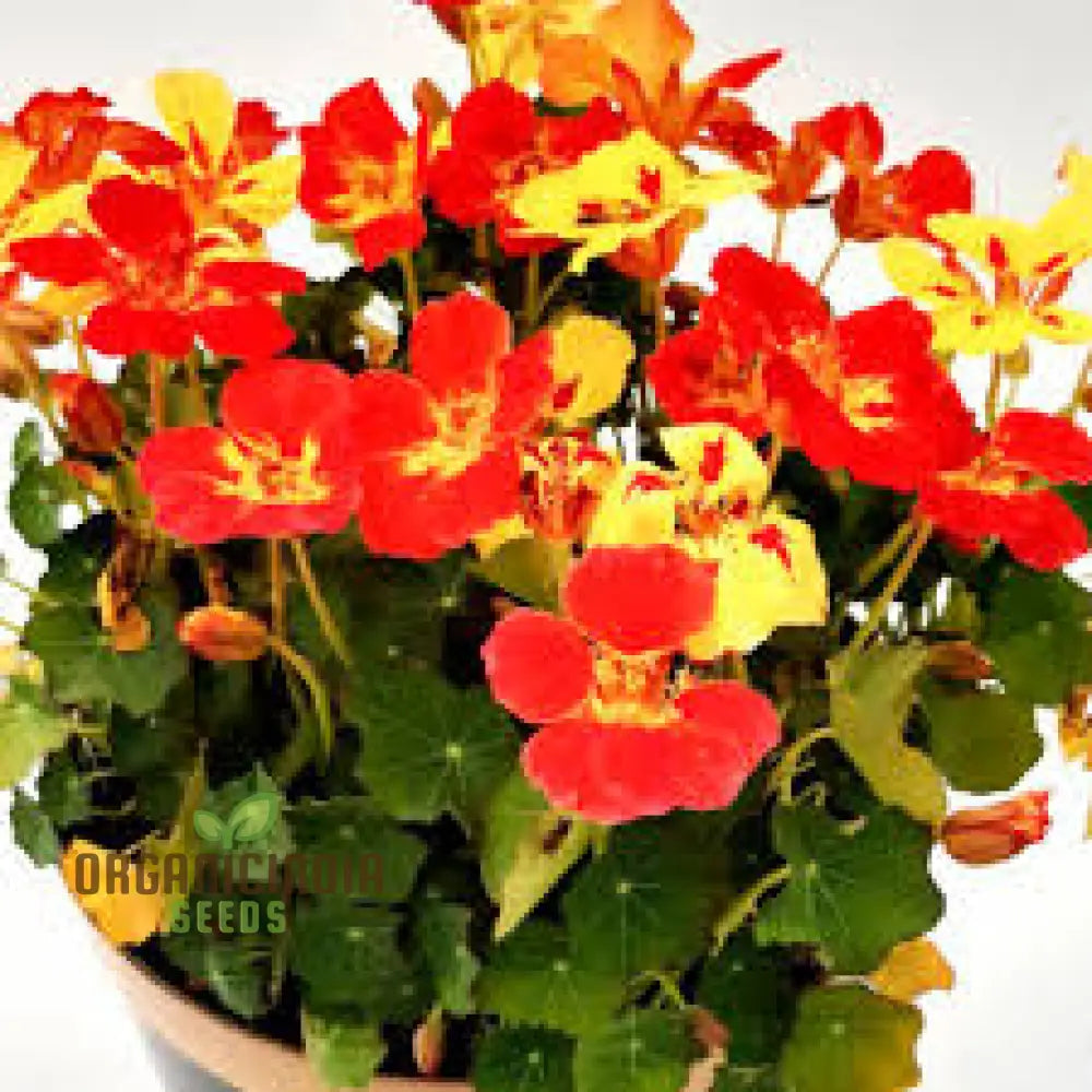 Nasturtium Ice Cream Sundae Seeds For Planting - Vibrant And Delicious Blooms Your Garden Ideal