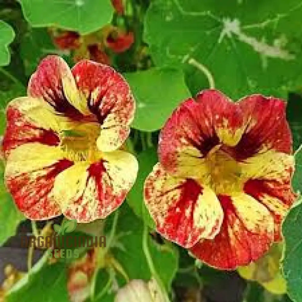 Nasturtium Ice Cream Sundae Seeds For Planting - Vibrant And Delicious Blooms Your Garden Ideal