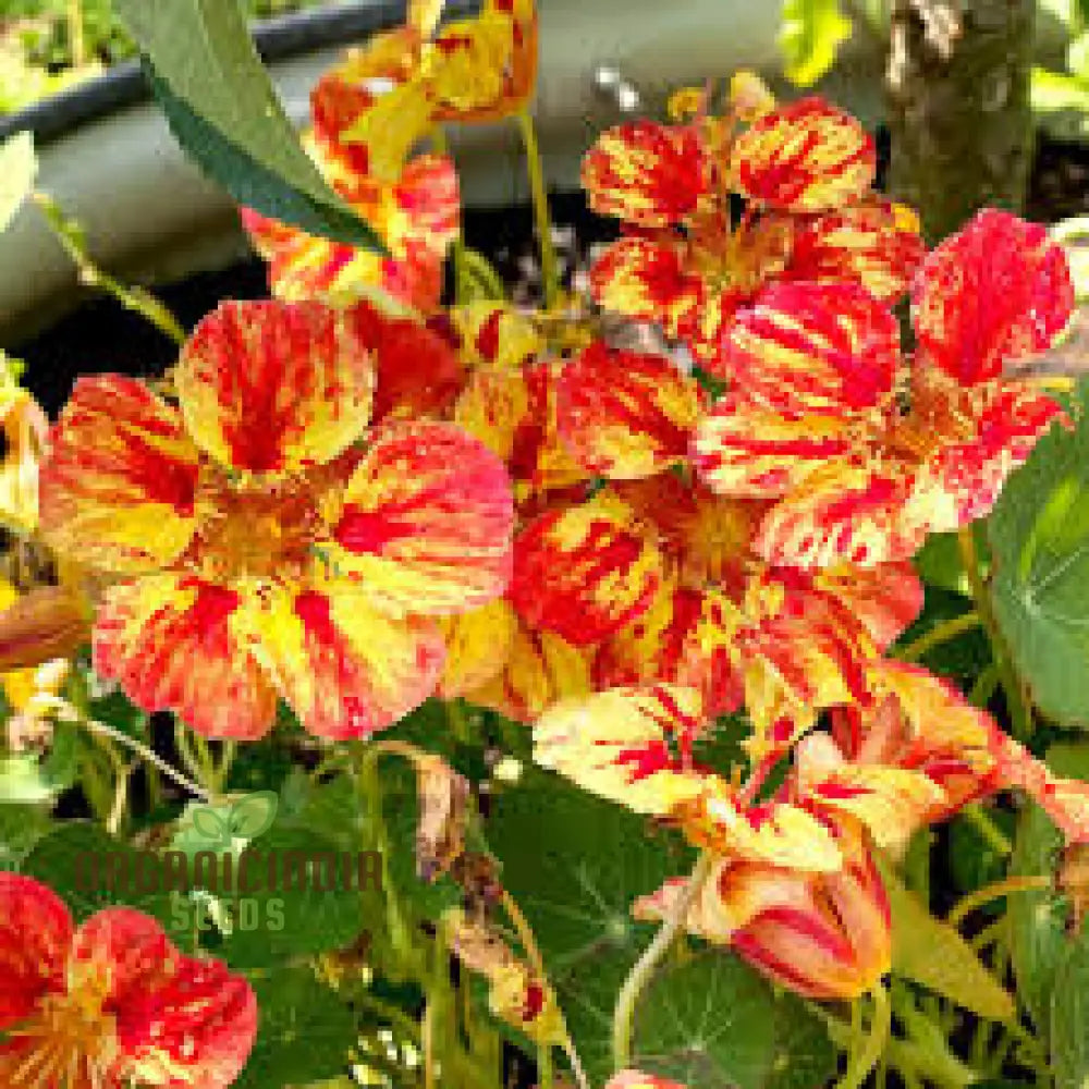 Nasturtium Ice Cream Sundae Seeds For Planting - Vibrant And Delicious Blooms Your Garden Ideal