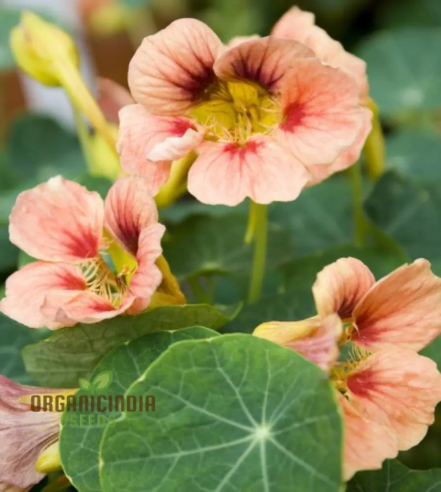 Nasturtium â€™Ladybird Roseâ€™ Seeds For Planting - Grow Your Garden With This Stunning Edible