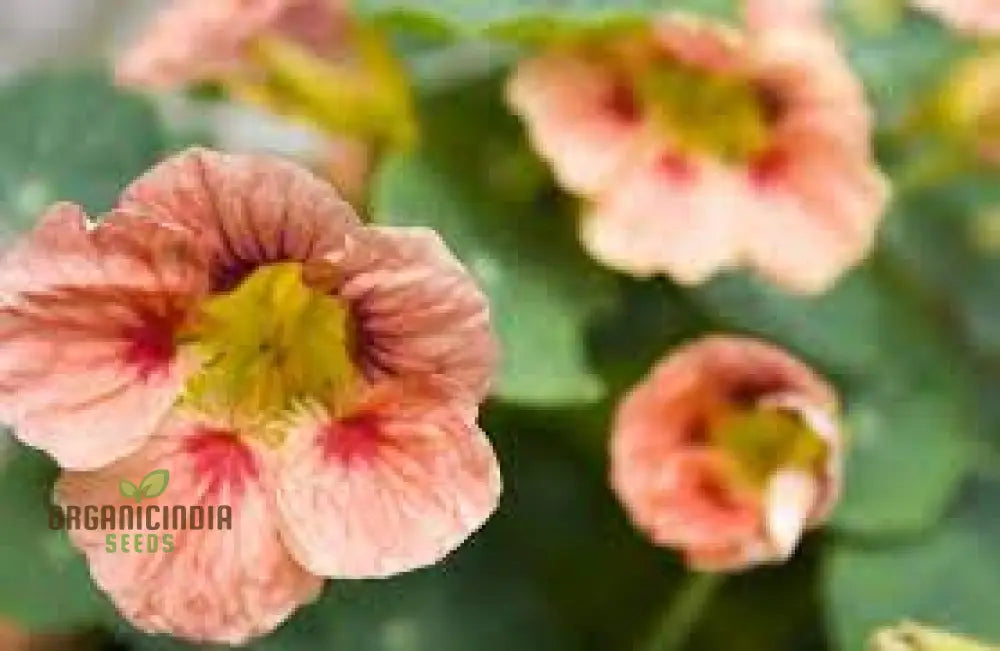 Nasturtium â€™Ladybird Roseâ€™ Seeds For Planting - Grow Your Garden With This Stunning Edible