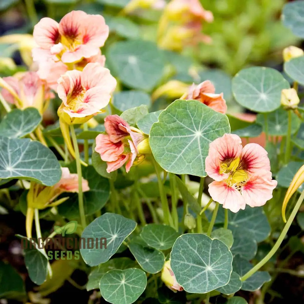 Nasturtium â€™Ladybird Roseâ€™ Seeds For Planting - Grow Your Garden With This Stunning Edible