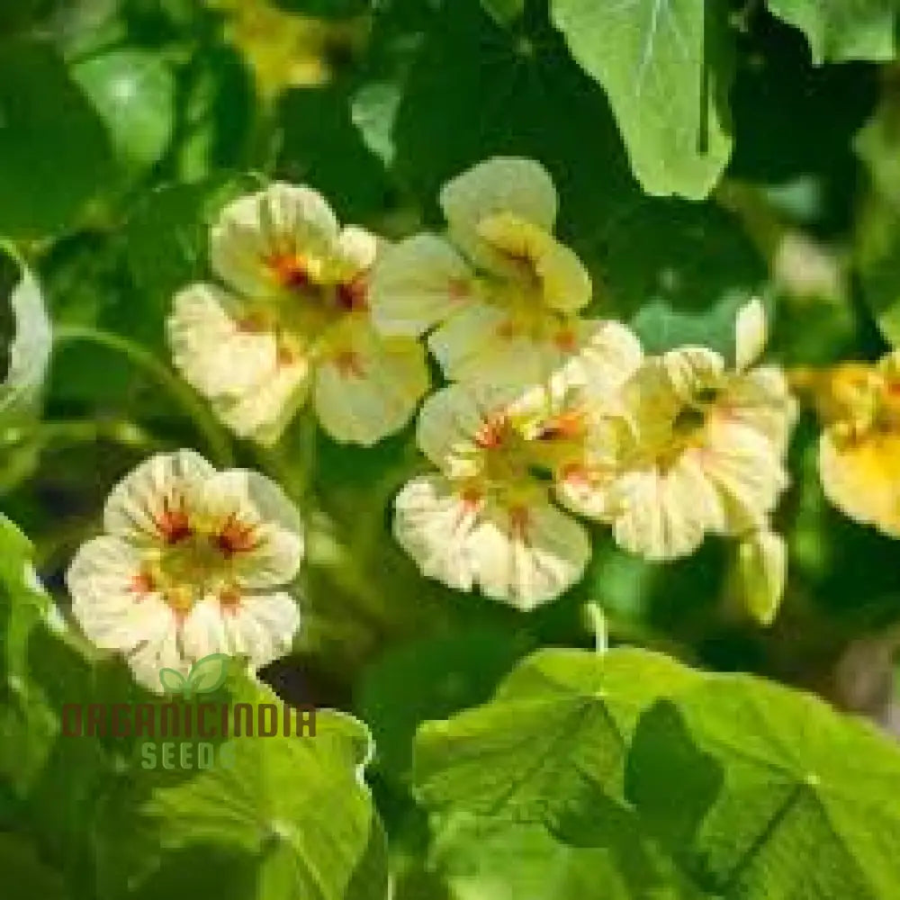 Nasturtium â€™Peach Melbaâ€™ Seeds For Planting: Vibrant Garden Blooms For Your Summer Sanctuary