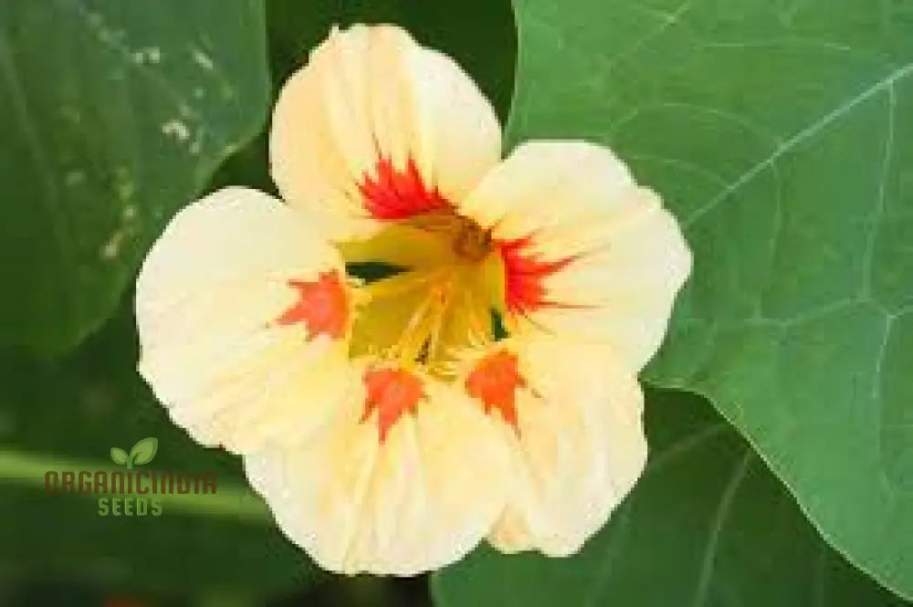 Nasturtium â€™Peach Melbaâ€™ Seeds For Planting: Vibrant Garden Blooms For Your Summer Sanctuary