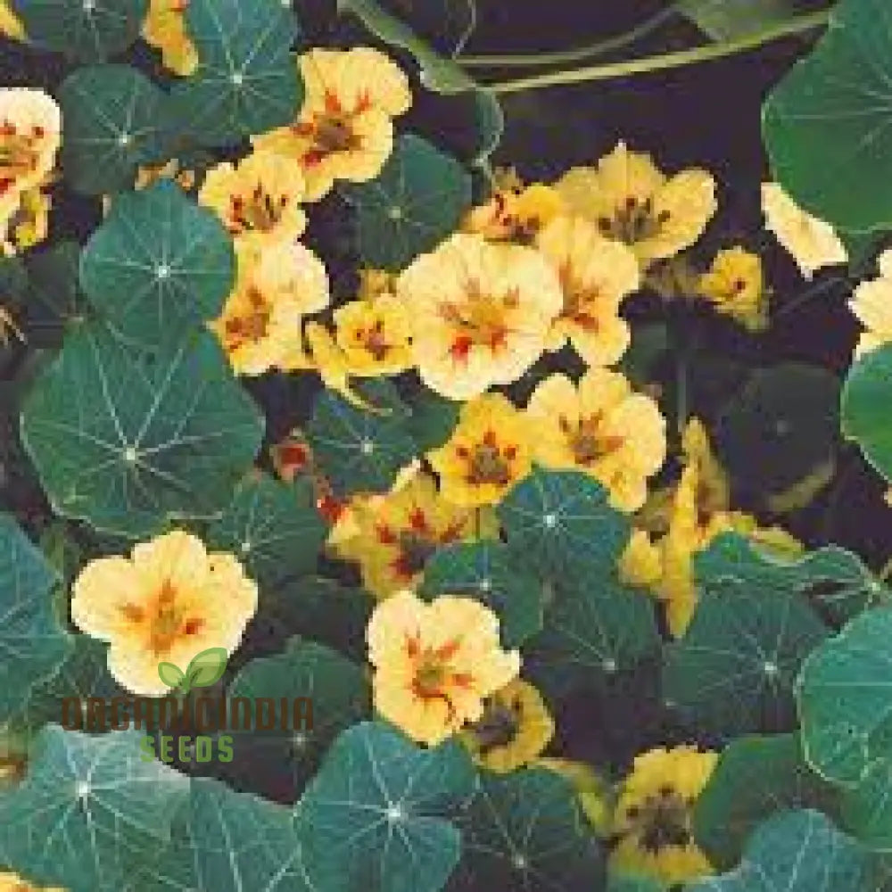 Nasturtium â€™Peach Melbaâ€™ Seeds For Planting: Vibrant Garden Blooms For Your Summer Sanctuary