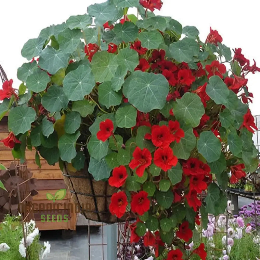 Nasturtium Princess Seeds For Enchanting Blooms â€“ Elevate Your Gardening Experience With Regal