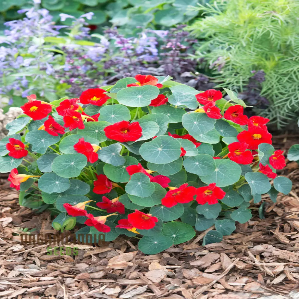 Nasturtium Princess Seeds For Enchanting Blooms â€“ Elevate Your Gardening Experience With Regal