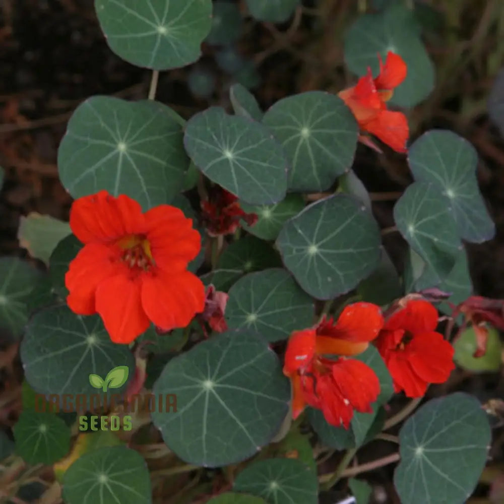 Nasturtium Princess Seeds For Enchanting Blooms â€“ Elevate Your Gardening Experience With Regal