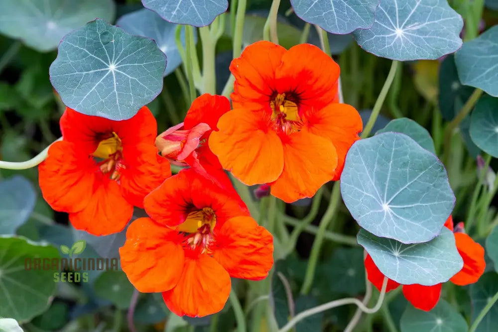 Nasturtium Seeds - Blue Pepe | Hardy Annual Flowers For Garden Planting Edible Easy To Grow