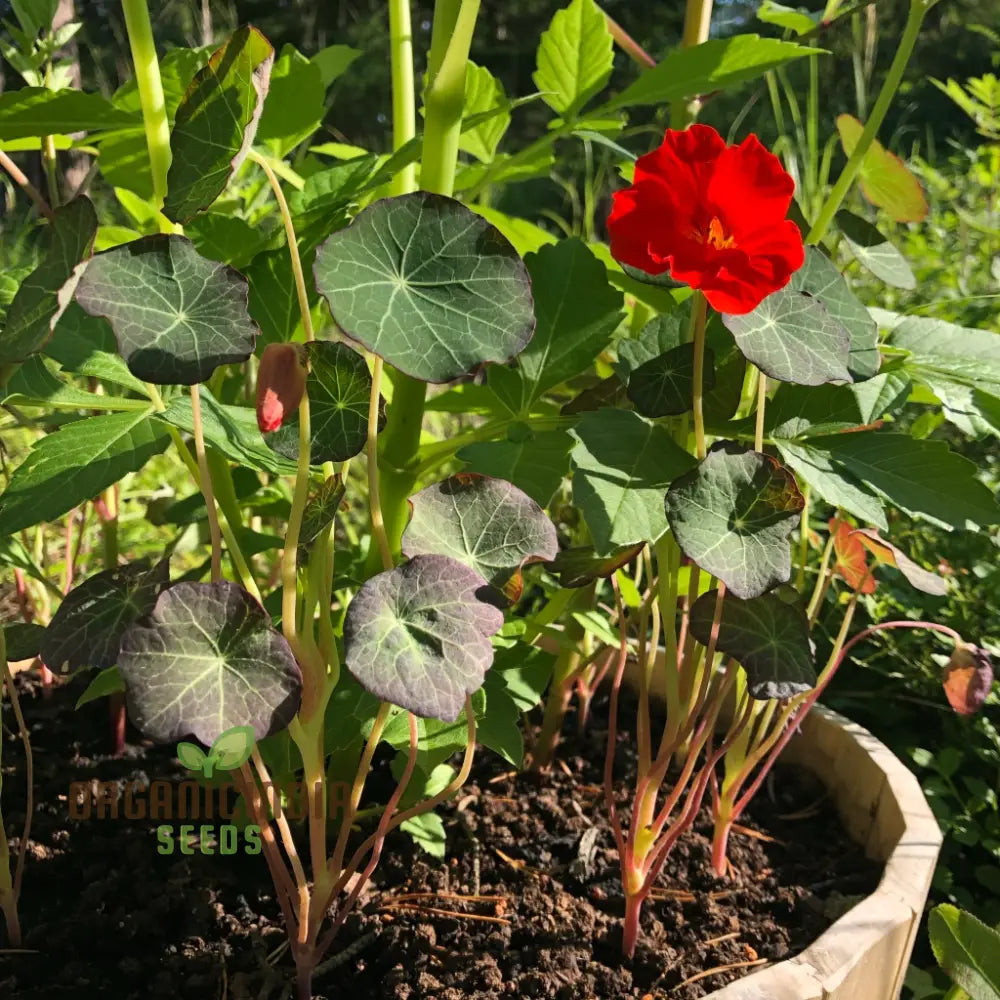 Nasturtium Seeds - Blue Pepe | Hardy Annual Flowers For Garden Planting Edible Easy To Grow