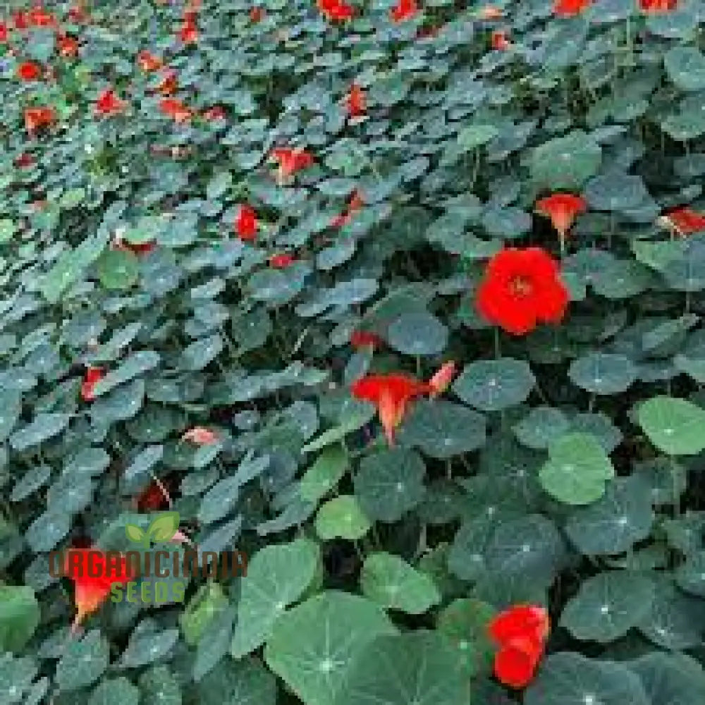 Nasturtium Seeds - Blue Pepe | Hardy Annual Flowers For Garden Planting Edible Easy To Grow