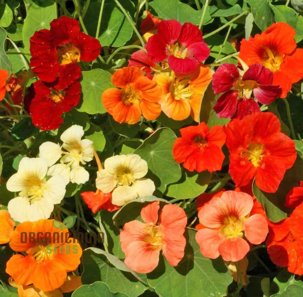 Nasturtium Tom Thumb Alaska Mix Seeds For Planting Create Stunning Colorful Gardens With