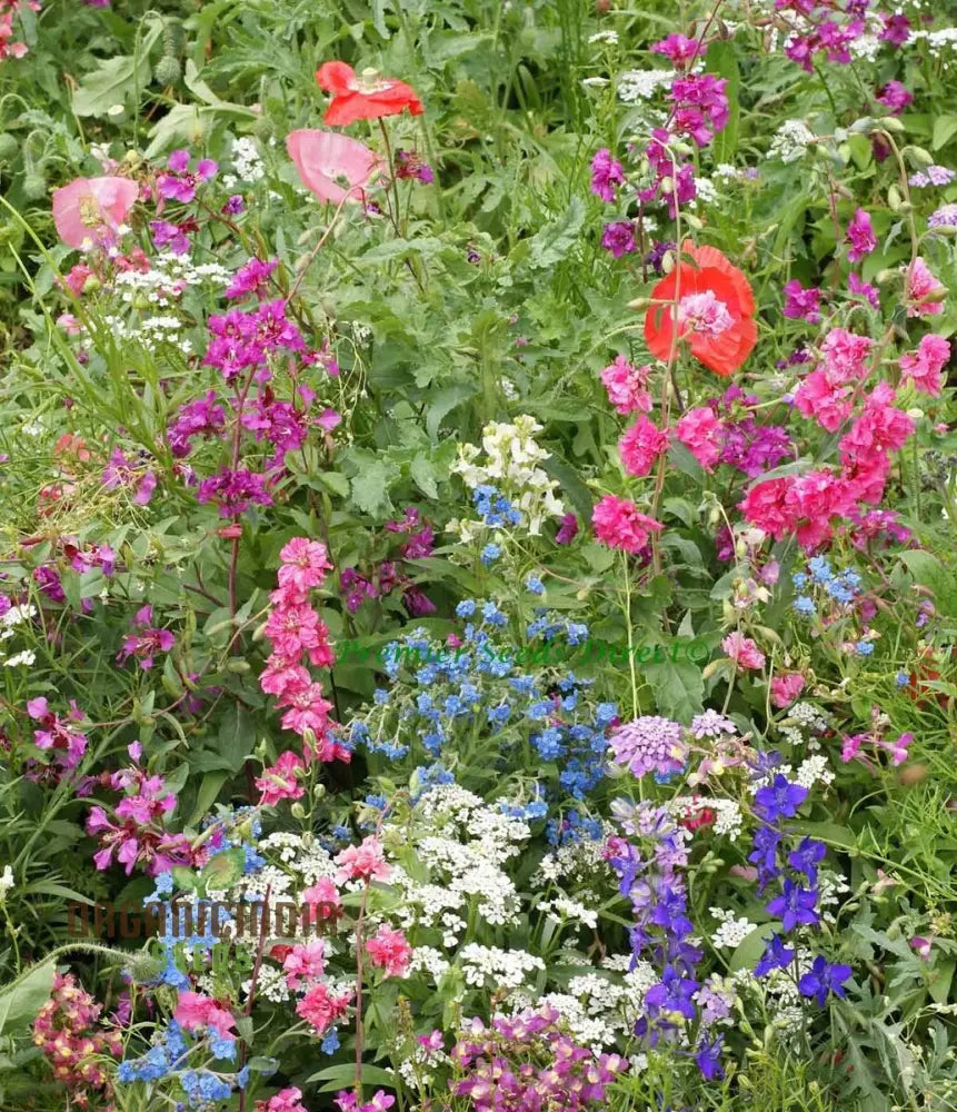 Native & New World Annual Mix Flower Seeds Vibrant Hardy Blooms Grow Your Garden With Vibrancy Seeds