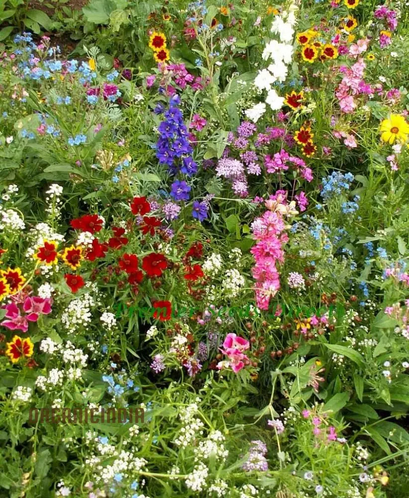 Native & New World Annual Mix Flower Seeds Vibrant Hardy Blooms Grow Your Garden With Vibrancy Seeds