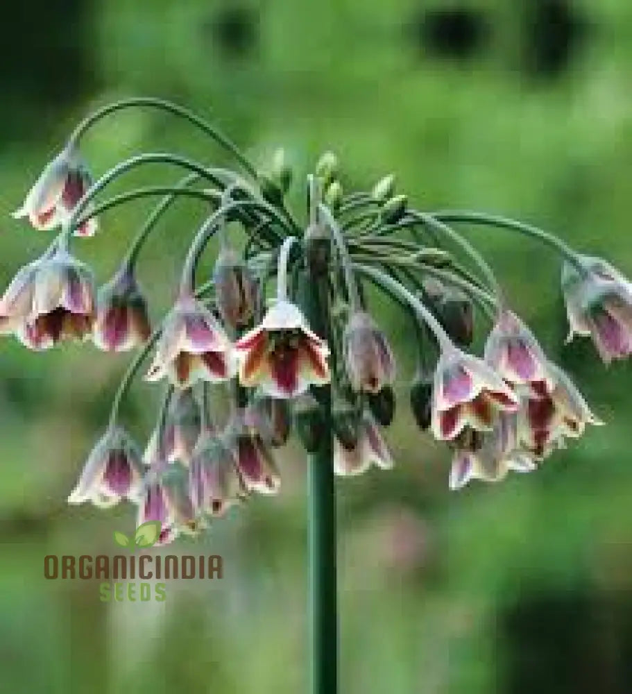 Nectaroscordum Siculum Seeds For Exceptional Gardening: Add Unique Beauty To Your Garden With These