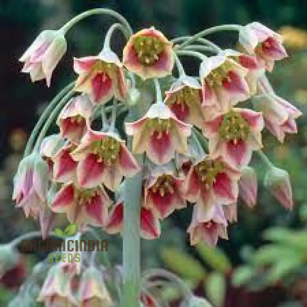 Nectaroscordum Siculum Seeds For Exceptional Gardening: Add Unique Beauty To Your Garden With These