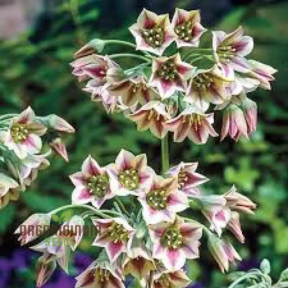 Nectaroscordum Siculum Seeds For Exceptional Gardening: Add Unique Beauty To Your Garden With These