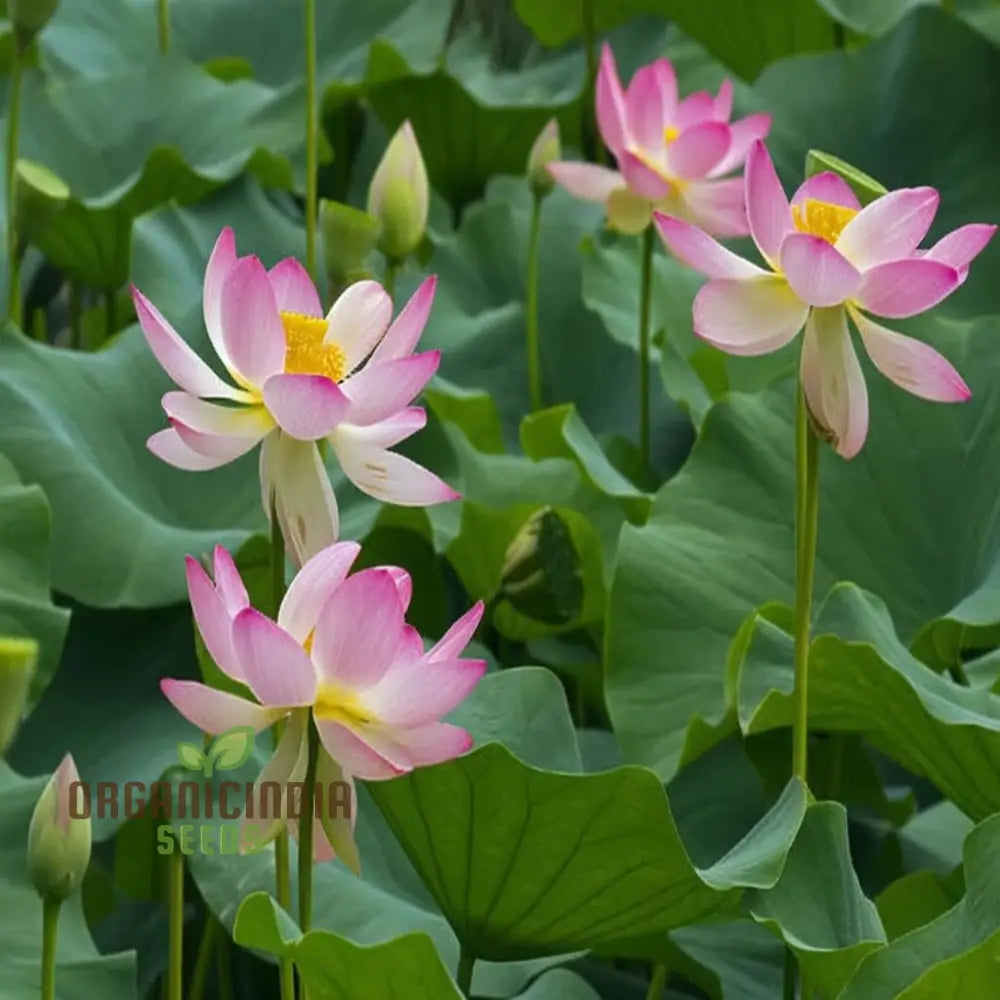 Nelumbo Nucifera Lotus (Mixed Colors) Seeds - Grow Your Own Stunning And Varied Flowers