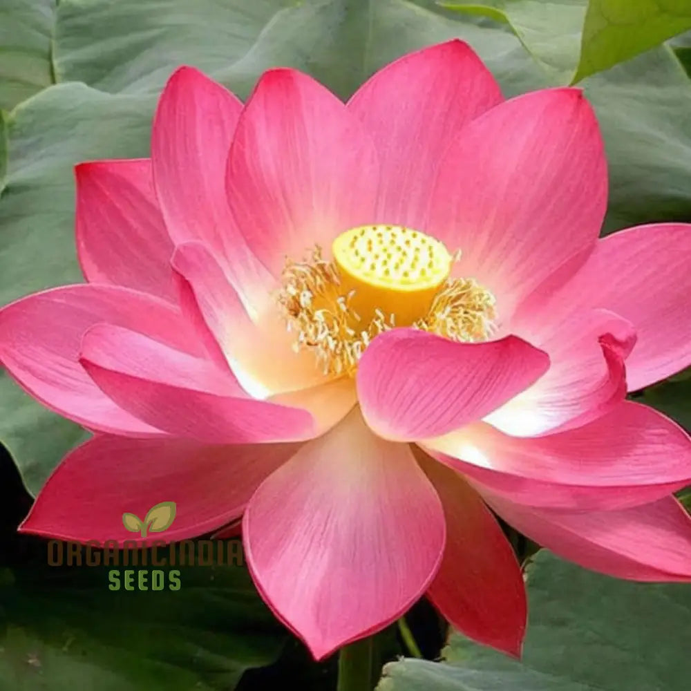 Nelumbo Nucifera Lotus (Mixed Colors) Seeds - Grow Your Own Stunning And Varied Flowers