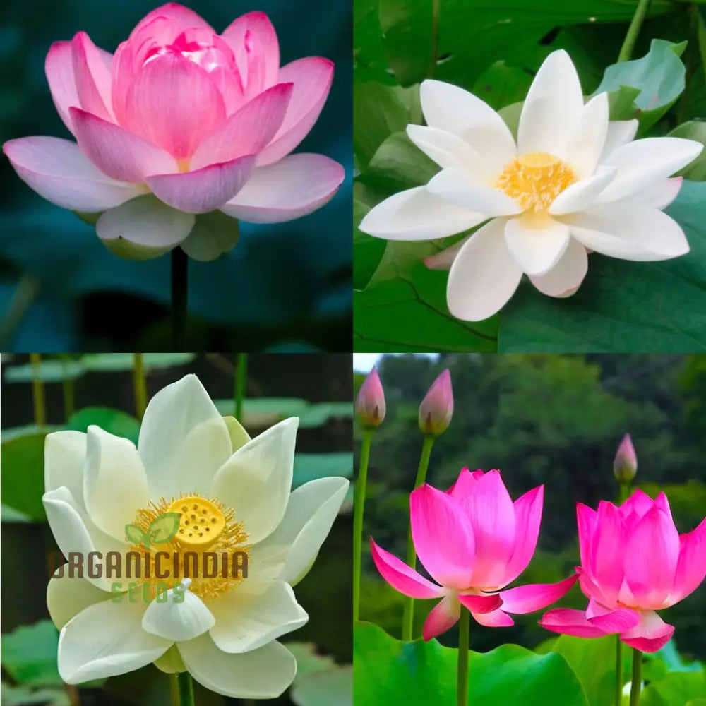 Nelumbo Nucifera Lotus (Mixed Colors) Seeds - Grow Your Own Stunning And Varied Flowers