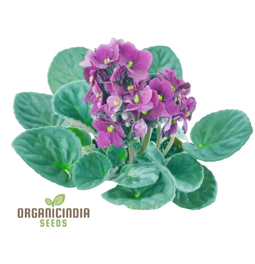 Nema African Violets Flower Seeds For Planting Long-Lasting Blooms Your Garden Seeds