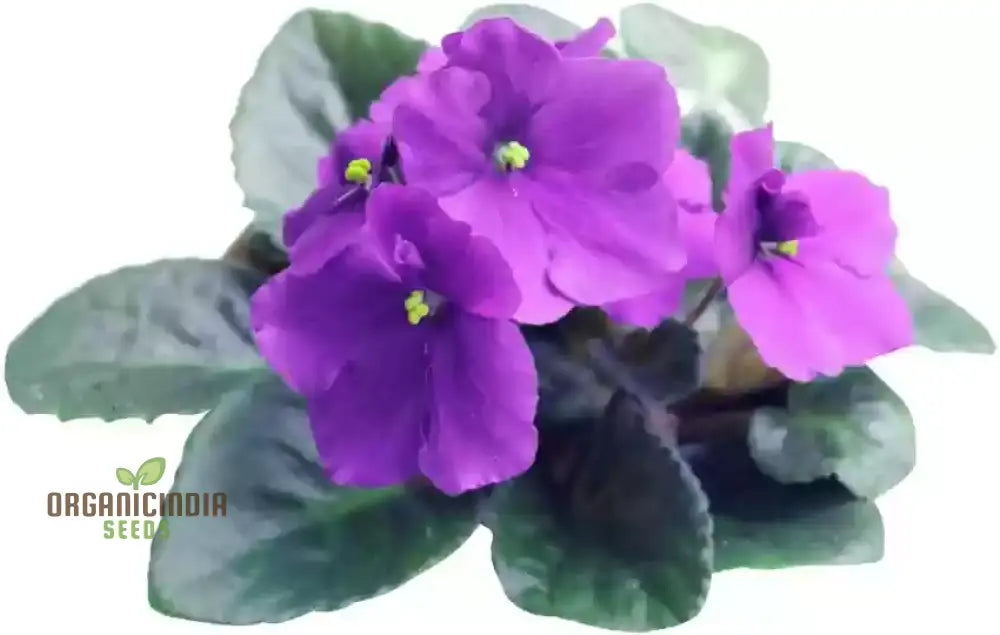 Nema African Violets Flower Seeds For Planting Long-Lasting Blooms Your Garden Seeds